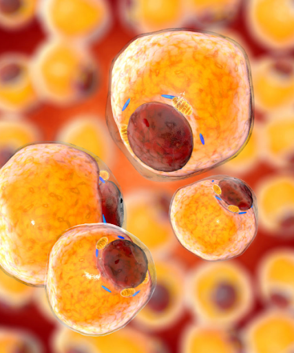 cell2